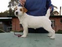 Pedigree jack Russell Terrier Homiño de Gaspalleira