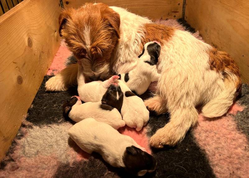 cachorros jack russell terrier de Gaspalleira