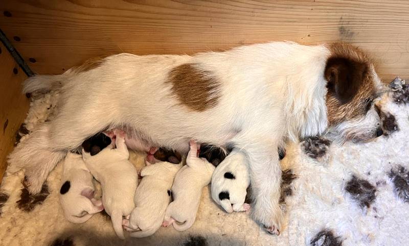 cachorros jack russell terrier de Gaspalleira