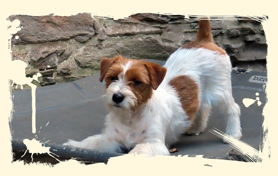 criador-jack-russell-terrier