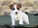 cachorro jack russell terrier