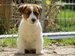 cachorro jack russell terrier