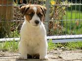 Cachorro de Jack Russell Terrier Waldo de Gaspalleira Cachorro de Jack Russell Terrier Waldo de Gaspalleira