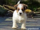 Cachorro de Jack Russell Terrier Walladolid de Gaspalleira Cachorro de Jack Russell Terrier Walladolid de Gaspalleira