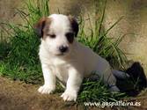 Cachorro de Jack Russell Terrier Wenceslao de Gaspalleira Cachorro de Jack Russell Terrier Wenceslao de Gaspalleira