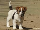 Cachorro de Jack Russell Terrier Wichita de Gaspalleira Cachorro de Jack Russell Terrier Wichita de Gaspalleira