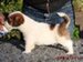cachorro de jack russell terrier de Gaspalleira