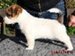 cachorro de jack russell terrier de Gaspalleira