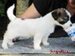 cachorro de jack russell terrier de Gaspalleira