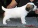 cachorro de jack russell terrier de Gaspalleira