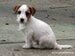 cachorro jack russell terrier