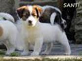 Cachorro de Jack Russell Terrier Santi de Gaspalleira Cachorro de Jack Russell Terrier Santi de Gaspalleira