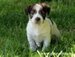 cachorro jack russell terrier