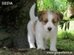 cachorro jack russell terrier