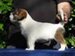 cachorro jack russell terrier