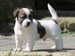 cachorro jack russell terrier