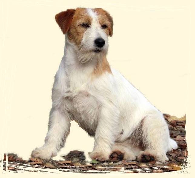 criador-jack-russell-terrier
