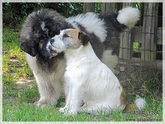 Criadores de Jack Russell Terrier 