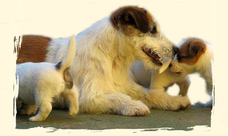 Caracter-Jack-Russell-Terrier