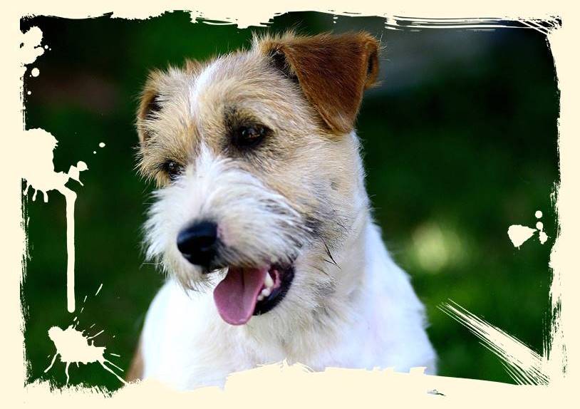 criador-jack-russell-terrier
