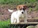 cachorro jack russell terrier