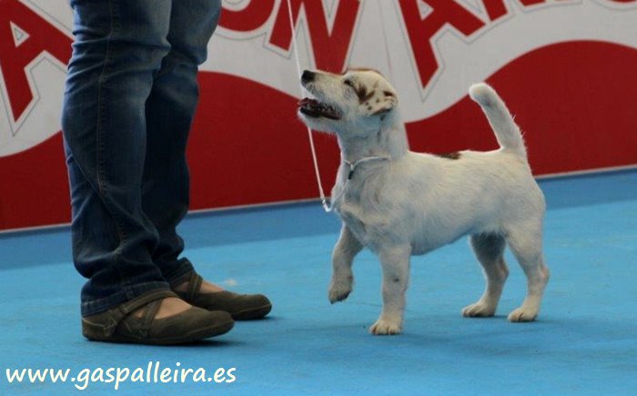 Jack Russell Terrier de Gaspalleira Lilya de Luperca