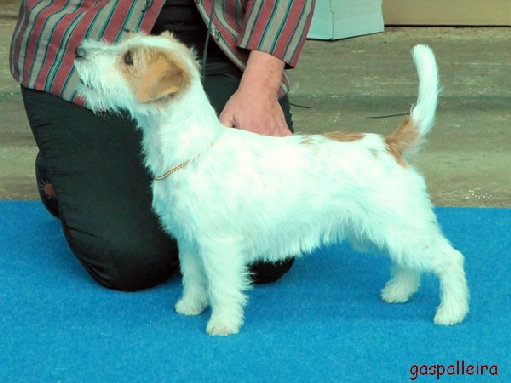Jack Russell Terrier Bágoa de Gaspalleira, criadores en Galicia