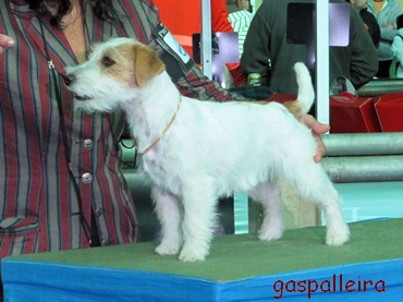 Jack Russell Terrier Bágoa de Gaspalleira, criadores en Galicia