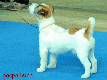 Jack Russell Terrier Quantum Gama Rags Puma, Gaspalleira, criadores en Galicia