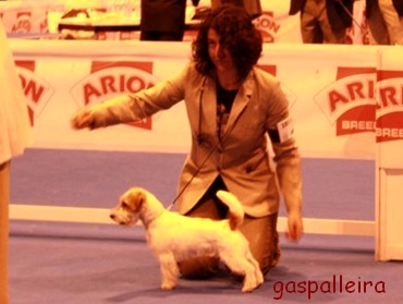 Jack Russell terrier Campeona Bágoa de Gaspalleira, criadores en Galicia