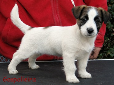 Cachorro de Jack Russell terrier Esmorga de Gaspalleira, criadores en Galicia