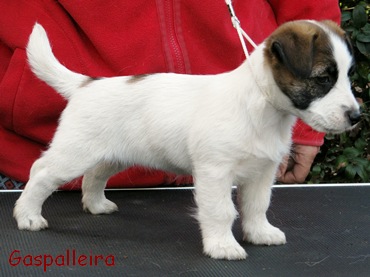 Cachorro de Jack Russell terrier Esmorga de Gaspalleira, criadores en Galicia