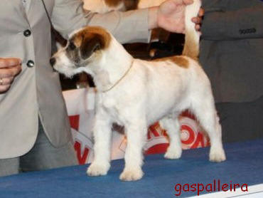 Jack Russell terrier Campeon Quantum Gama Rags Puma, de Gaspalleira, criadores en Galicia