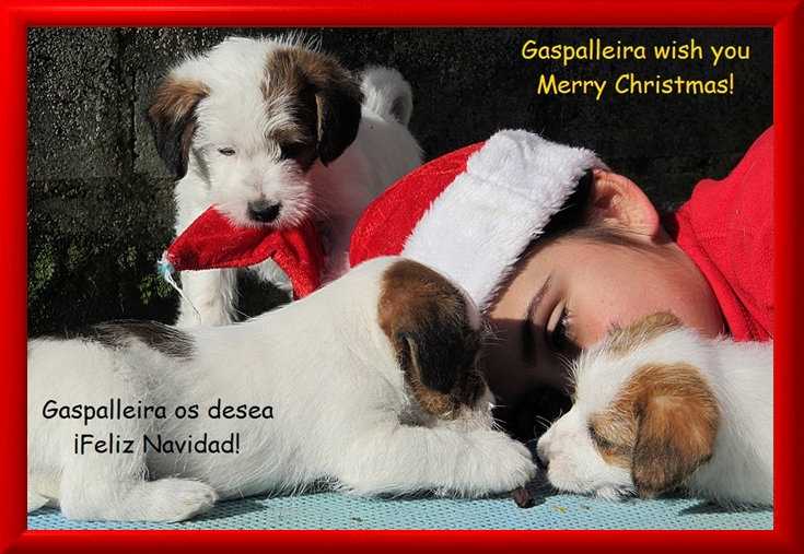 Criadero Gaspalleira cachorros de Mastín del Pirineo y Jack Russell Terrier