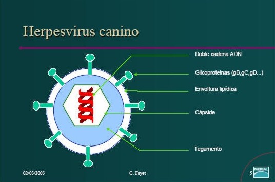 El Herpesvirus canino, síntomas, como se contagia, como afecta los cachorros y la camada, como vacunar. - Gaspalleira