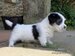 Criador Jack Russell Terrier