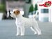 Pedigree Jack Russell Terrier Ferdinand