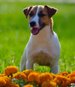 Pedigree Jack Russell Terrier Ferdinand