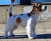 Pedigree Jack Russell Terrier Ferdinand