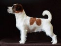 Pedigree Jack Russell Terrier Ferdinand