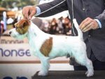 Pedigree Jack Russell Terrier Ferdinand