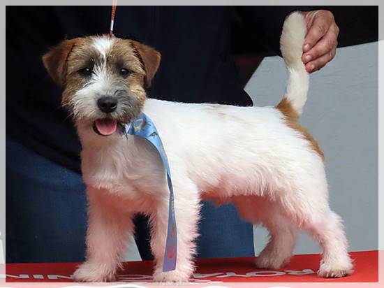Jack Russell Terrier de Gaspalleira Almond Shape Jack Cash Flow