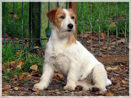 Jack Russell Terrier Larica de Gaspalleira