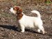Criador Jack Russell Terrier