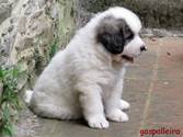 Cachorro de Mastín del Pirineo Candela de Gaspalleira Cachorro de Mastín del Pirineo Candela de Gaspalleira