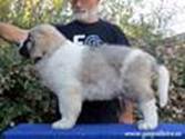 Cachorro de Mastín del Pirineo Urso de Gaspalleira Cachorro de Mastín del Pirineo Urso de Gaspalleira