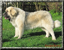 cachorro-mastin-del-pirineo