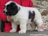 Cachorro de Mastín del Pirineo de Gaspalleira Cachorro de Mastín del Pirineo de Gaspalleira