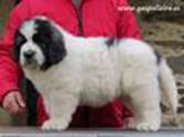 Cachorro de Mastín del Pirineo de Gaspalleira Cachorro de Mastín del Pirineo de Gaspalleira