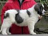 Cachorro de Mastín del Pirineo de Gaspalleira Cachorro de Mastín del Pirineo de Gaspalleira